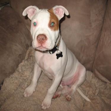 Pattersons Timber Pit Bull.jpg